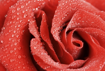 iStock_000006618943Large.jpg