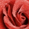 iStock_000002591785Large.jpg